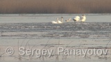 Video of Mute Swan - Mute Swan in the winter lake